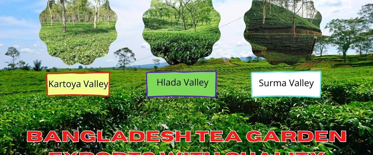 Bangladesh Tea Garden Exports With Quality