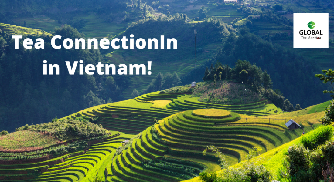 The Top Ten Reasons to Start Your Own Tea ConnectionIn in Vietnam!
