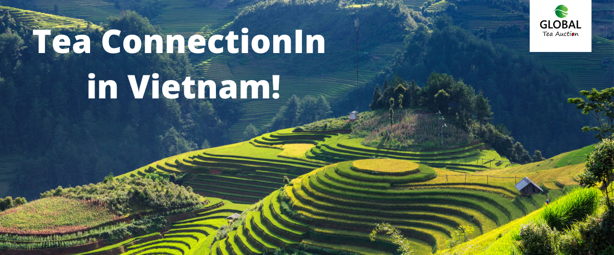 Tea ConnectionIn in Vietnam!