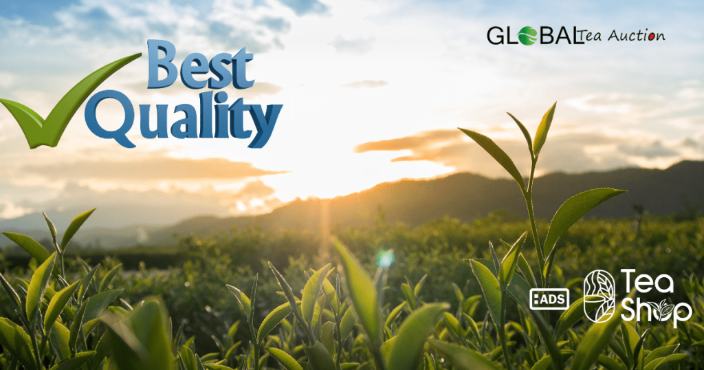 Canadian Best Green Tea