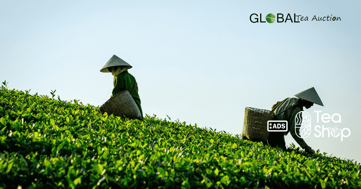 Australian Tea Farms_ A Complete Industry Guide