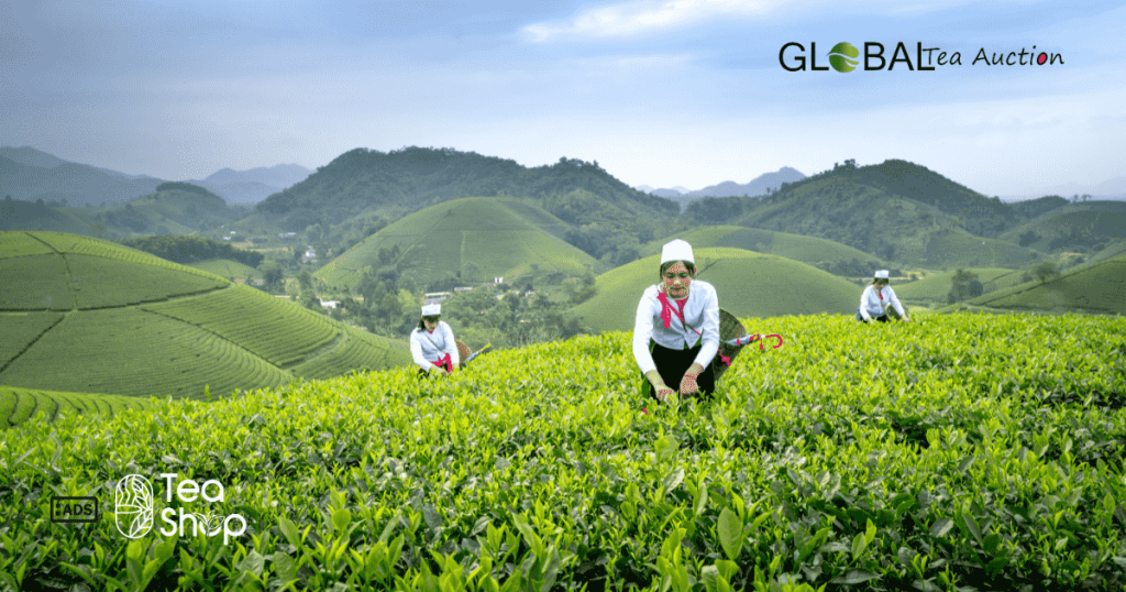 Australian tea farms