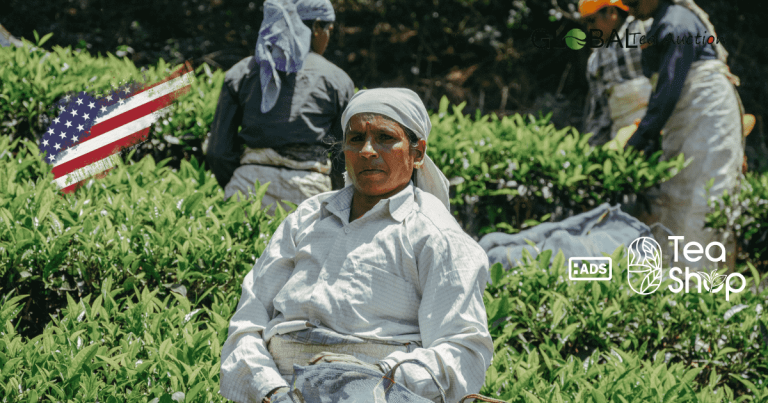 Can Tea Be Grown in the United States_ Regions, Yield & Climate Challenges