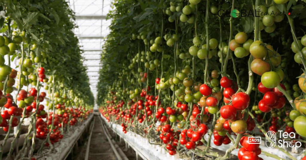 Data Overview_ Swiss Tea & Herbal Industry