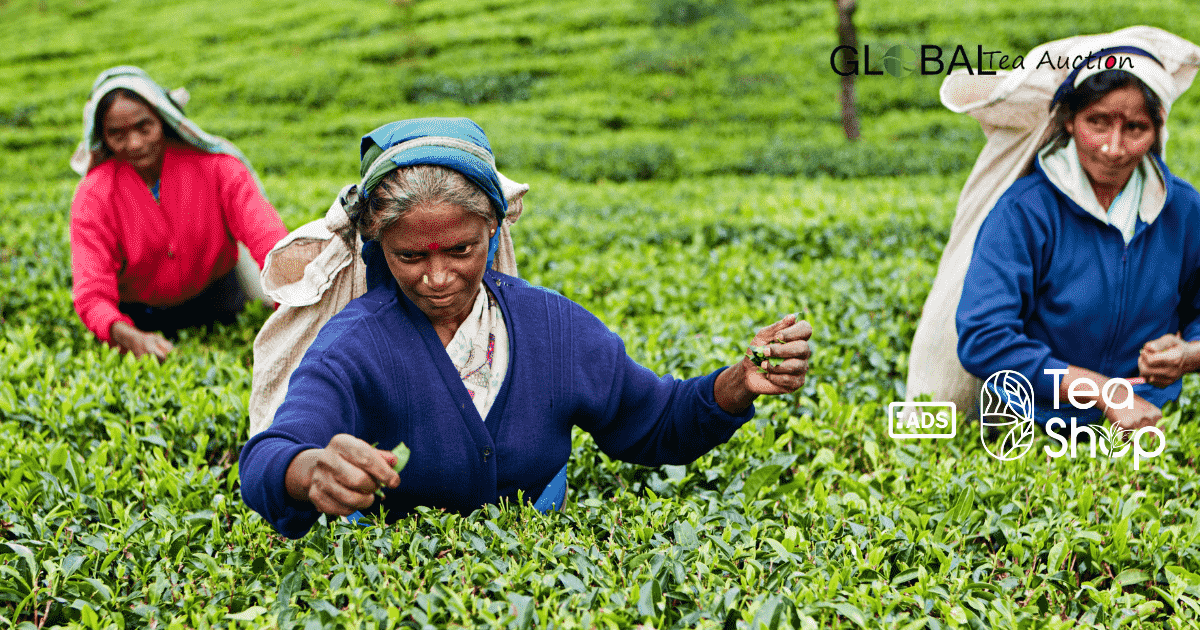 How to Export Tea to Luxembourg from Bangladesh, India, Sri Lanka