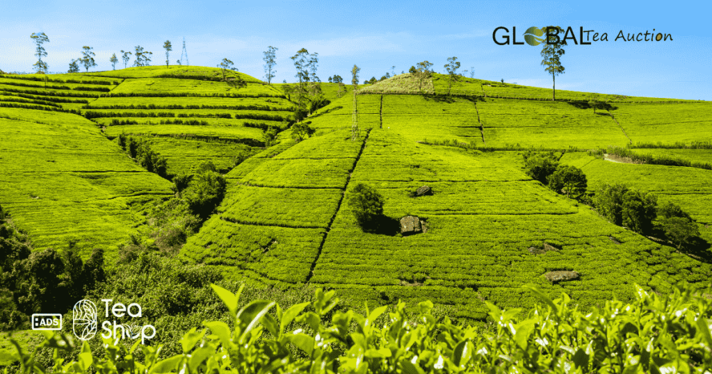 How to Export Tea to Luxembourg from India