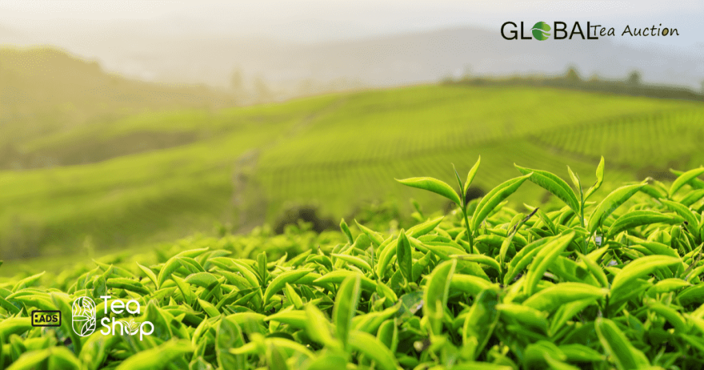 Learn whether tea farming is profitable in the United States with detailed insights on cost, yield per acre