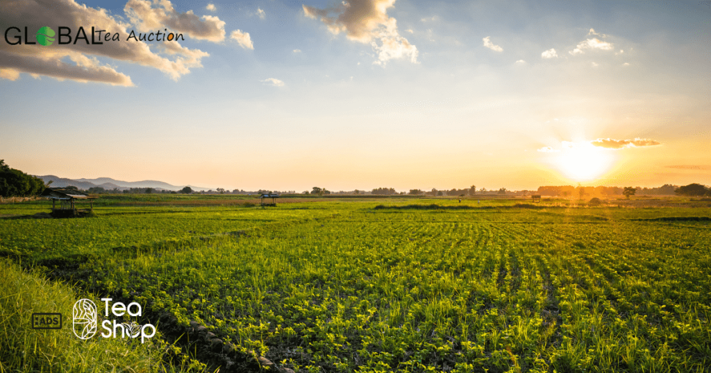 Popular Swiss Teas and Herbal Products