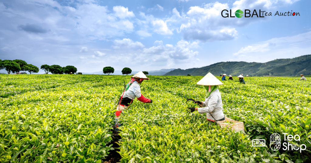 Sustainable Tea Farming Practices