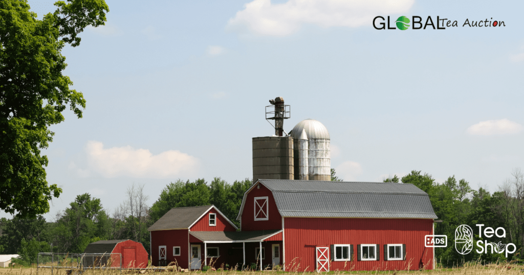 Tea Farming Profitability in Switzerland_ Cost, Yield & Demand