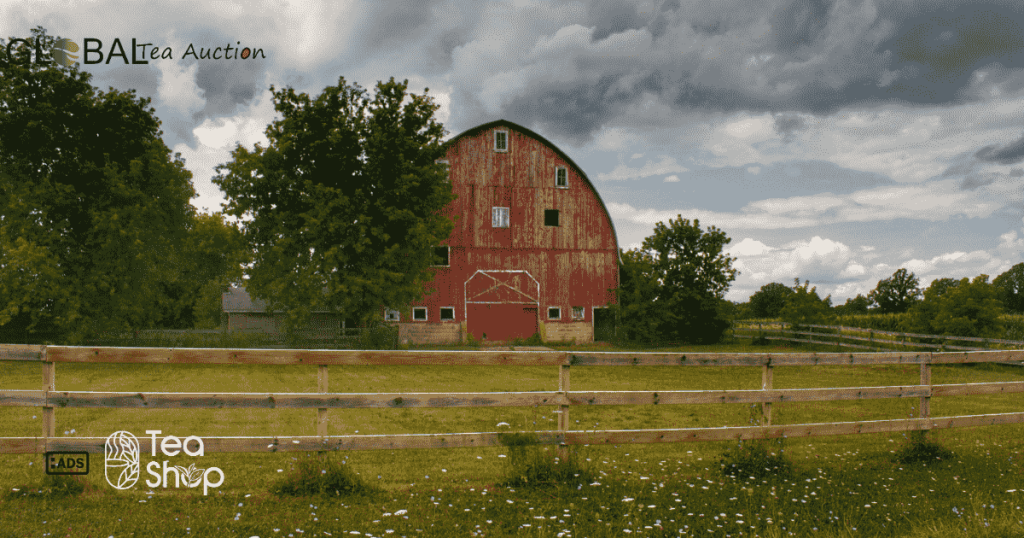 The State of Tea Farming in Switzerland