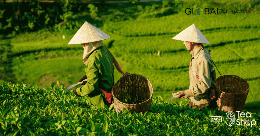 tea farming profitable in the United States