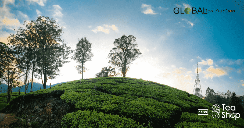 A Look at Canada's Tea Garden Sizes