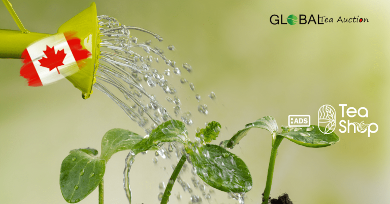 Can Tea Grow in Canada_ Climate, Challenges & Regions