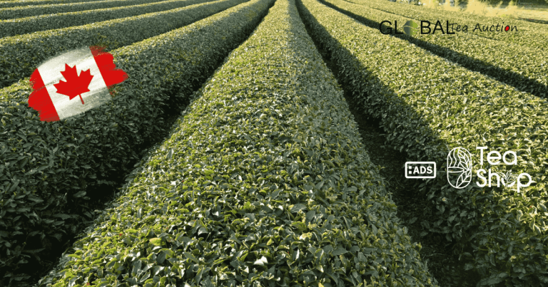 Can Tea Grow in Canada_ Climate Zones, Yield & Best Regions