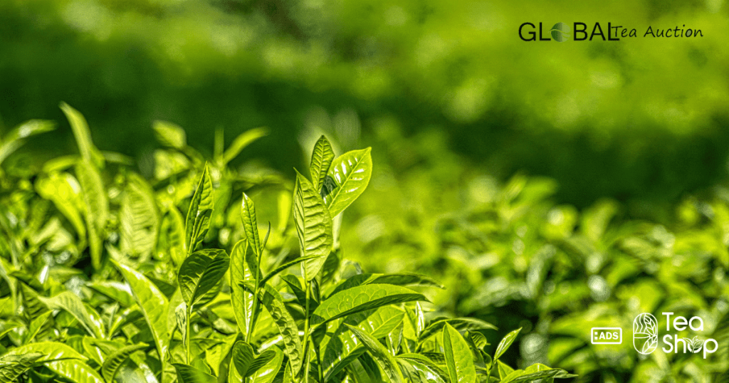 Canada's Climate Zones & Tea Growing Potential