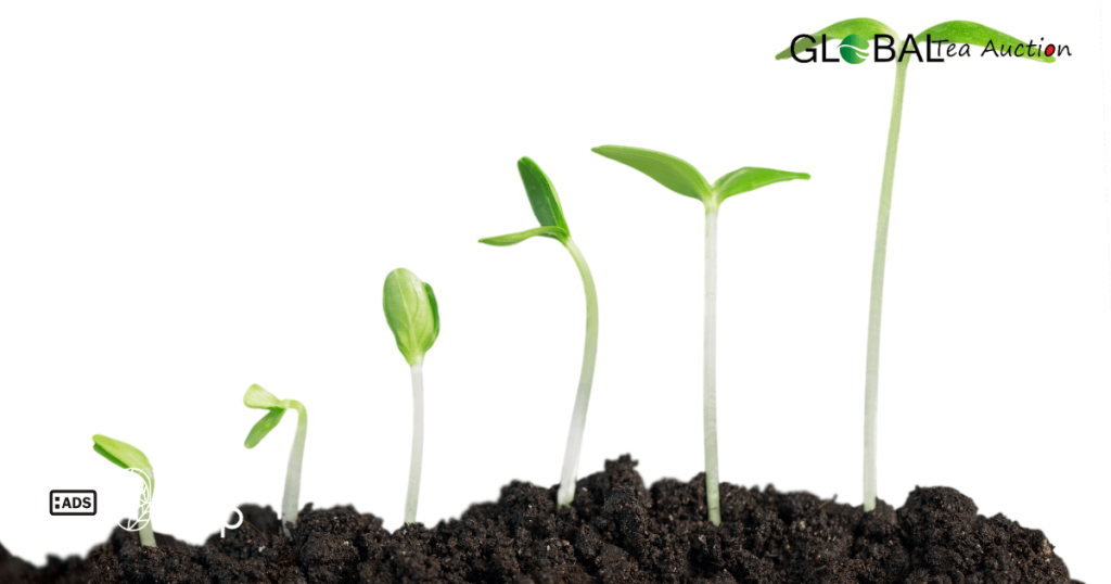 Learn whether tea can grow in Canada, including the best climate zones, ideal regions