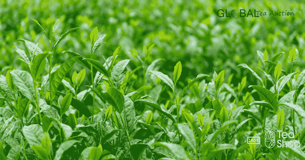 Tea Grow in Canada_ Climate Zones, Challenges & Best Regions