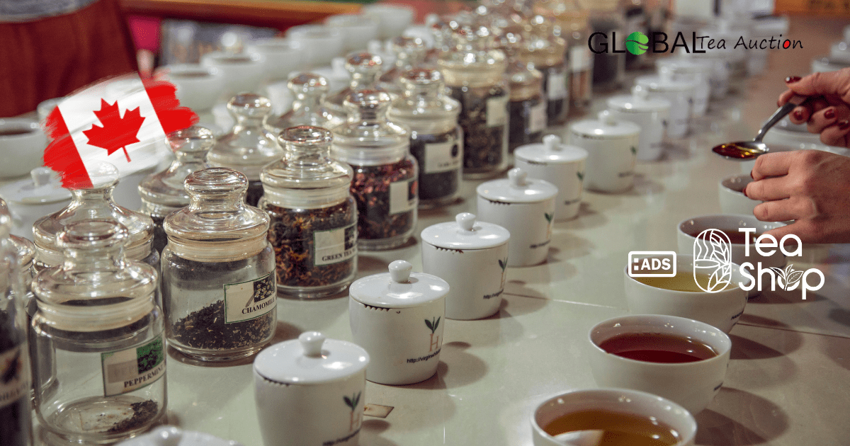 Tea Tasting in Canada_ Best Schools & Workshops [2026]