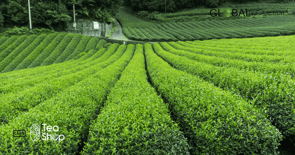 Viable Regions for Tea Cultivation in Canada