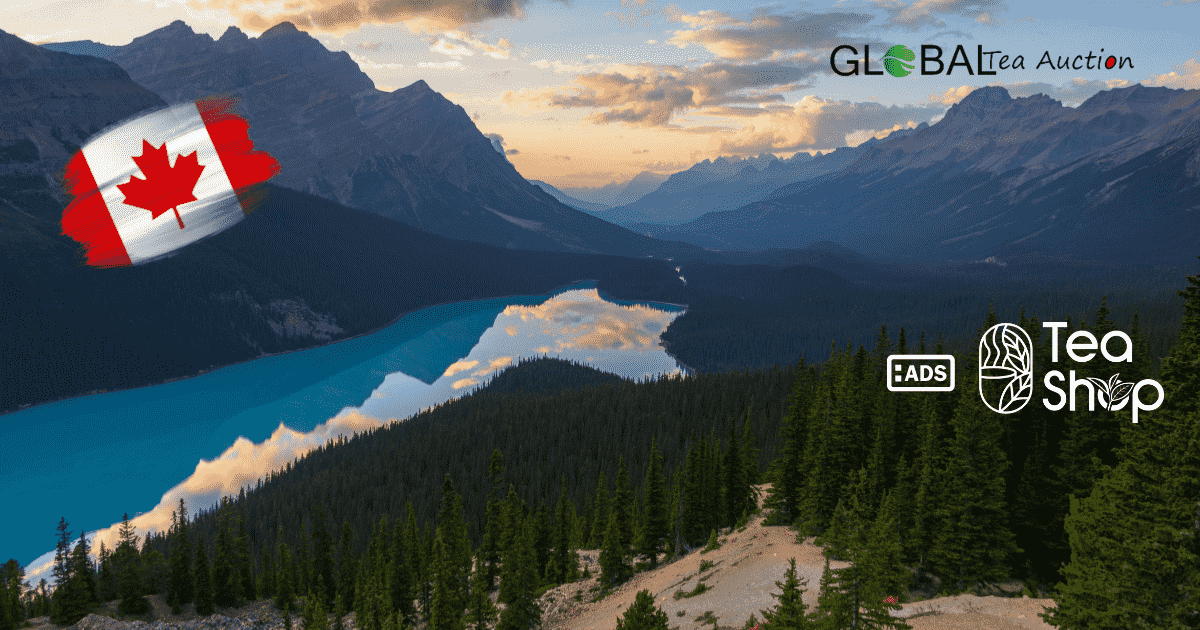 Your 2026 Guide to Tea Tourism in Canada